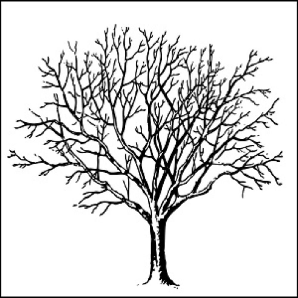 That Old Tree