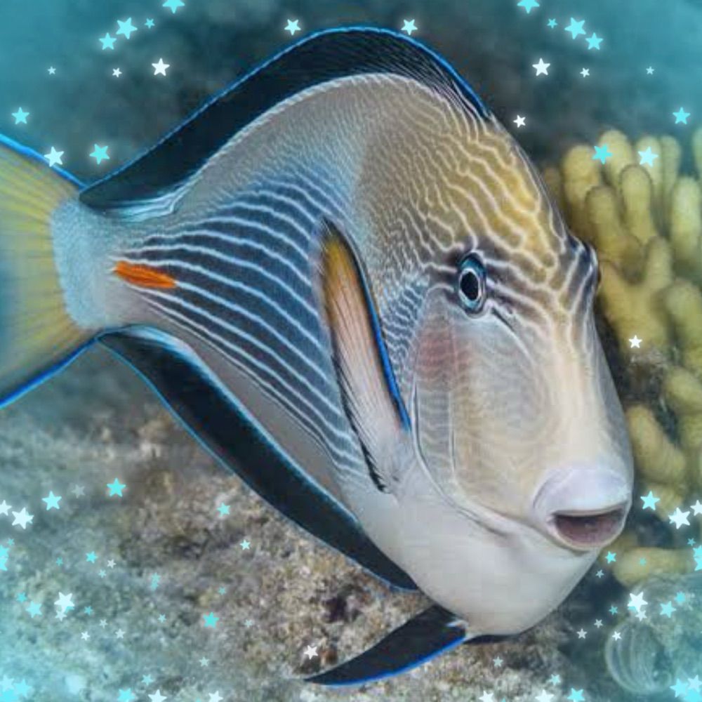 Acanthurus