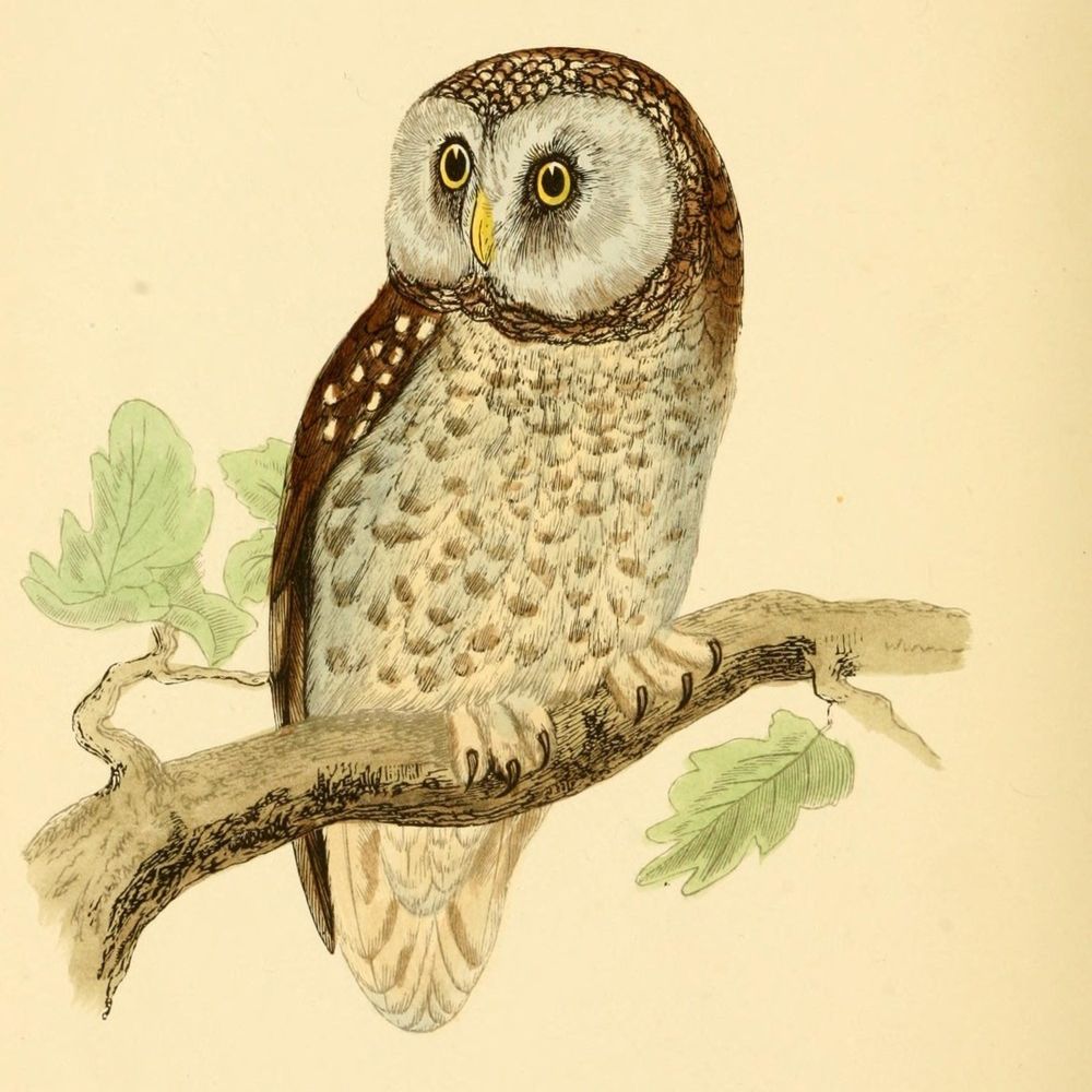 old wildlife illustrations
