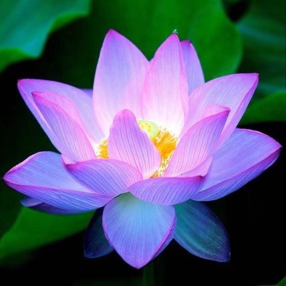 Mindfulness Meditation 🙏🏻🪷🇨🇦