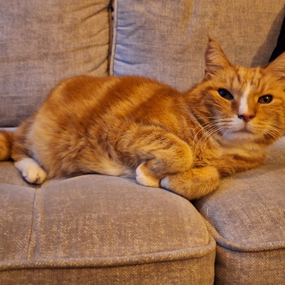 Simon