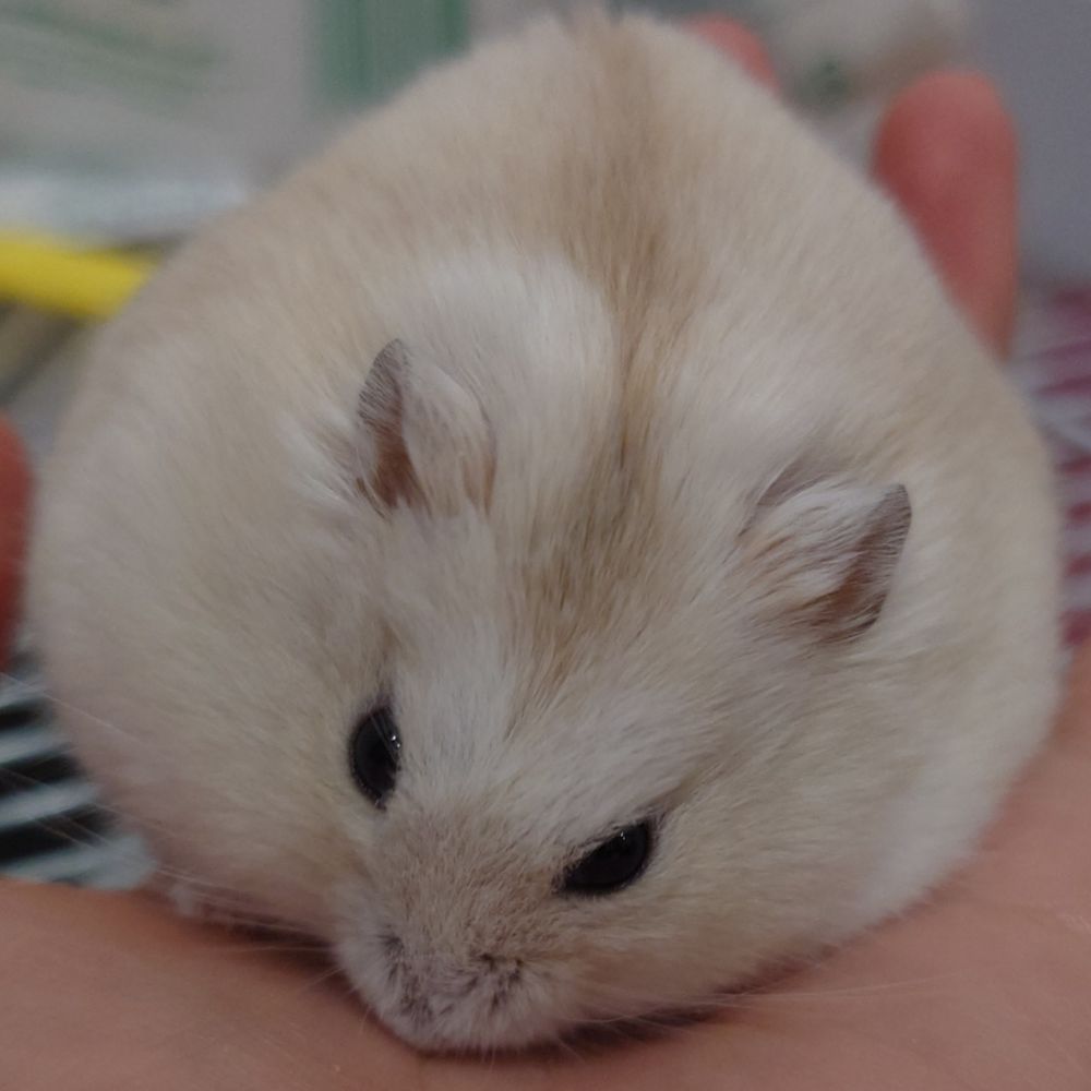 ねる