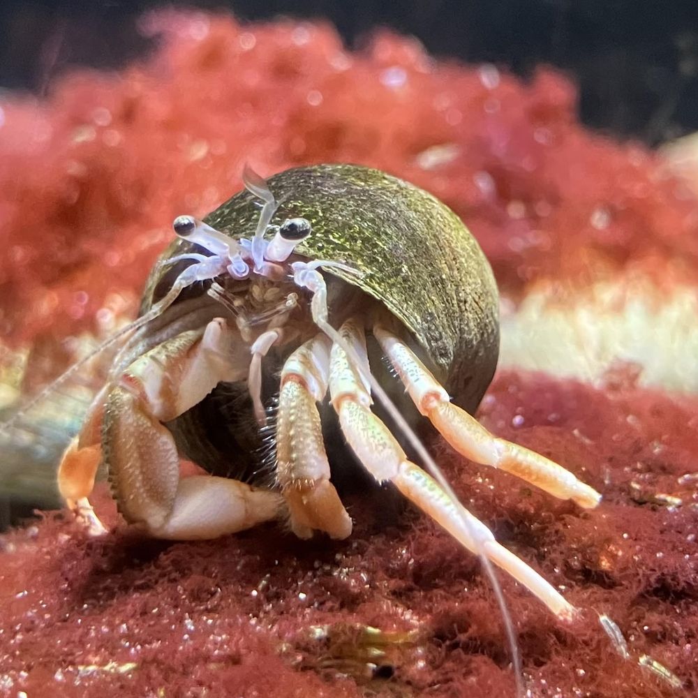 Gigi the Crab