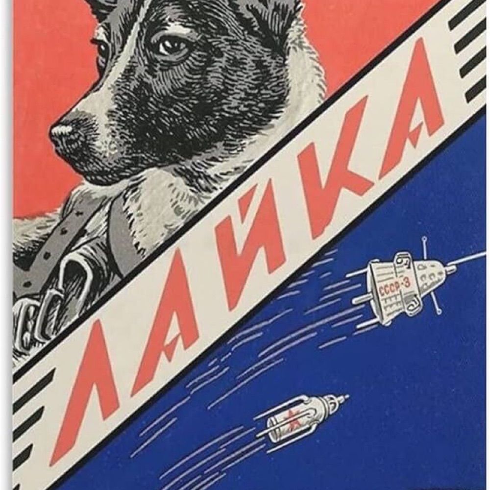 Aoaia🇵🇸🇷🇺