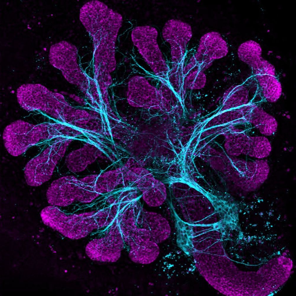 Emmerson Lab