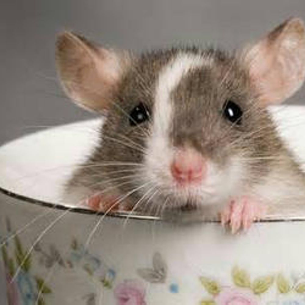 ratcap