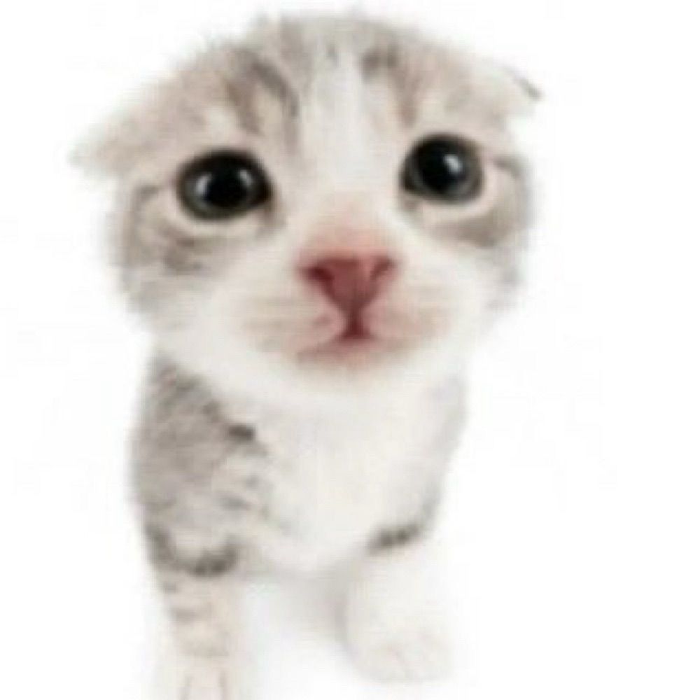 SILLYCAT🤓🤝