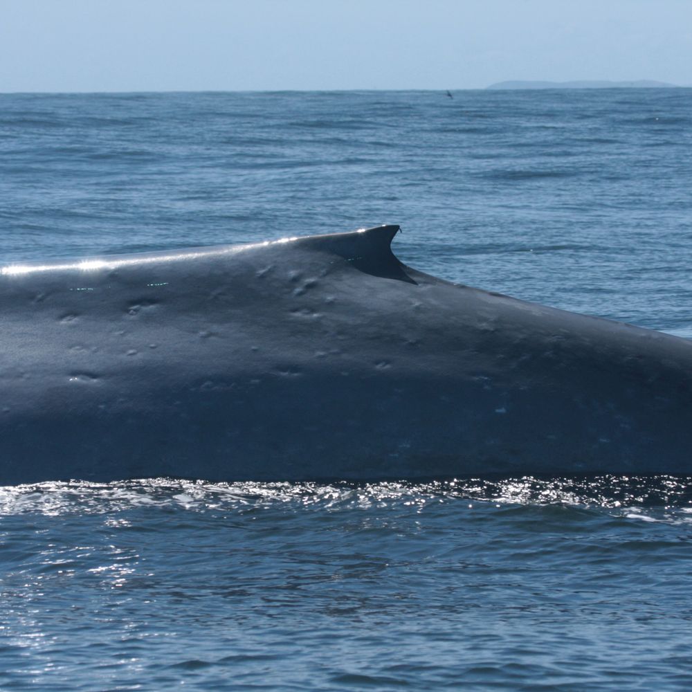 Blue whale news