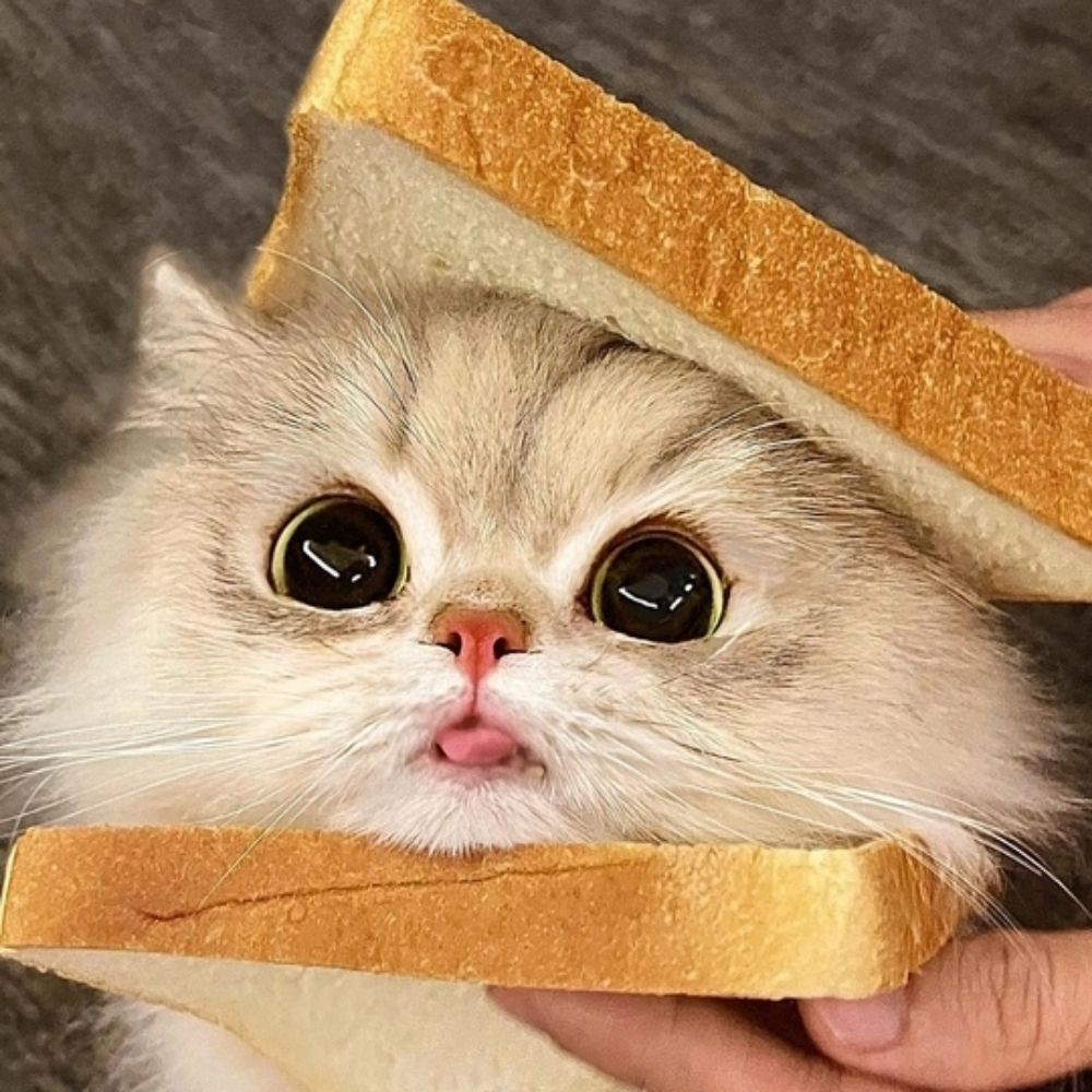 Pushist