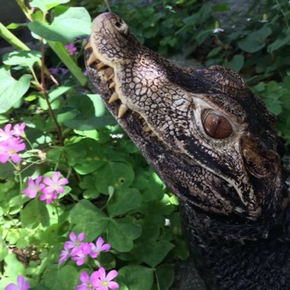 マチカネ🐊