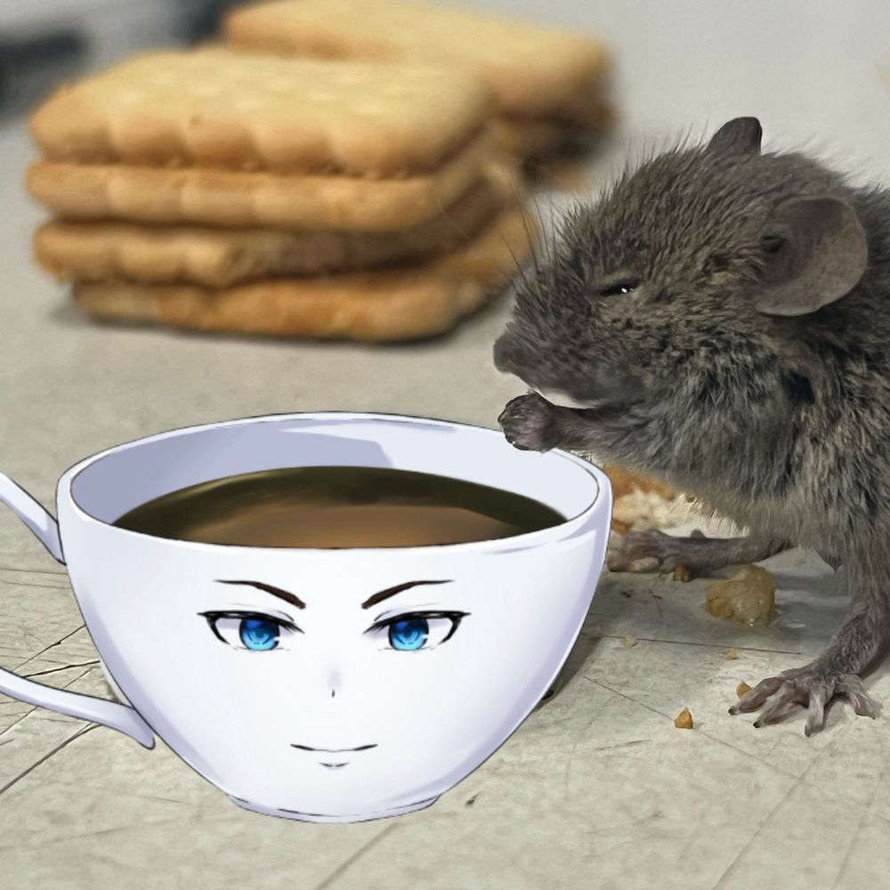 Kohi_VT