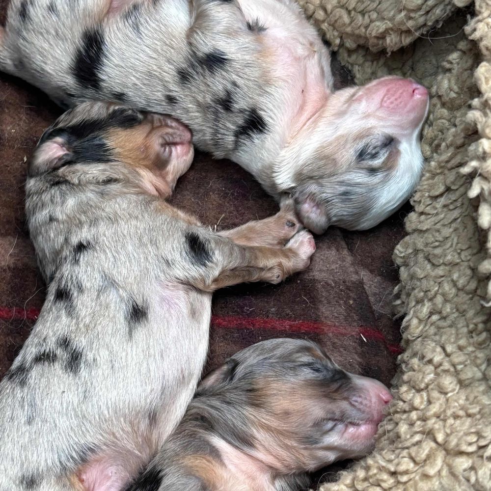 Southern Style Australian Shepherds