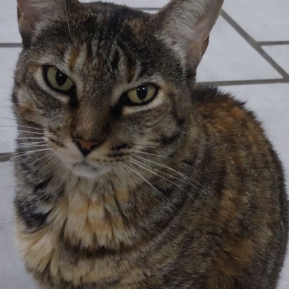 KITTY PATA MANSA