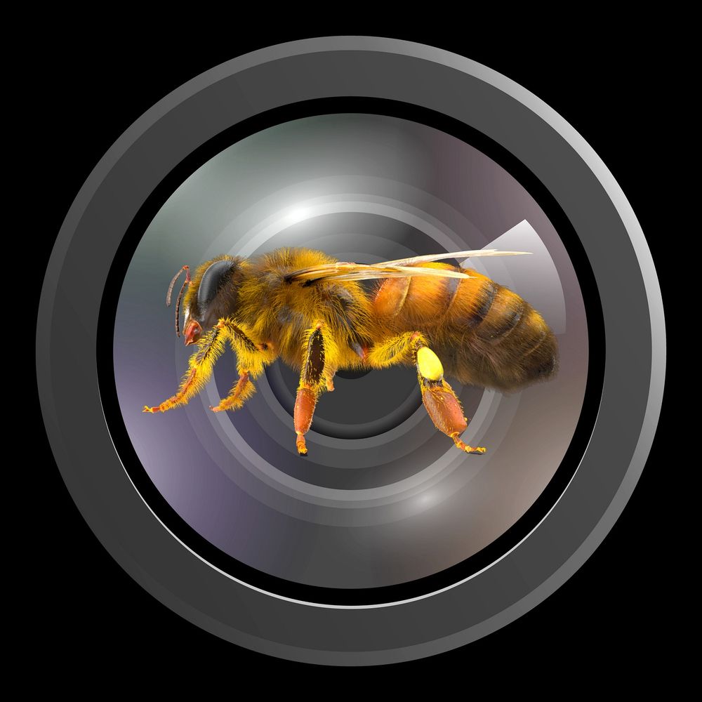 Photograbee
