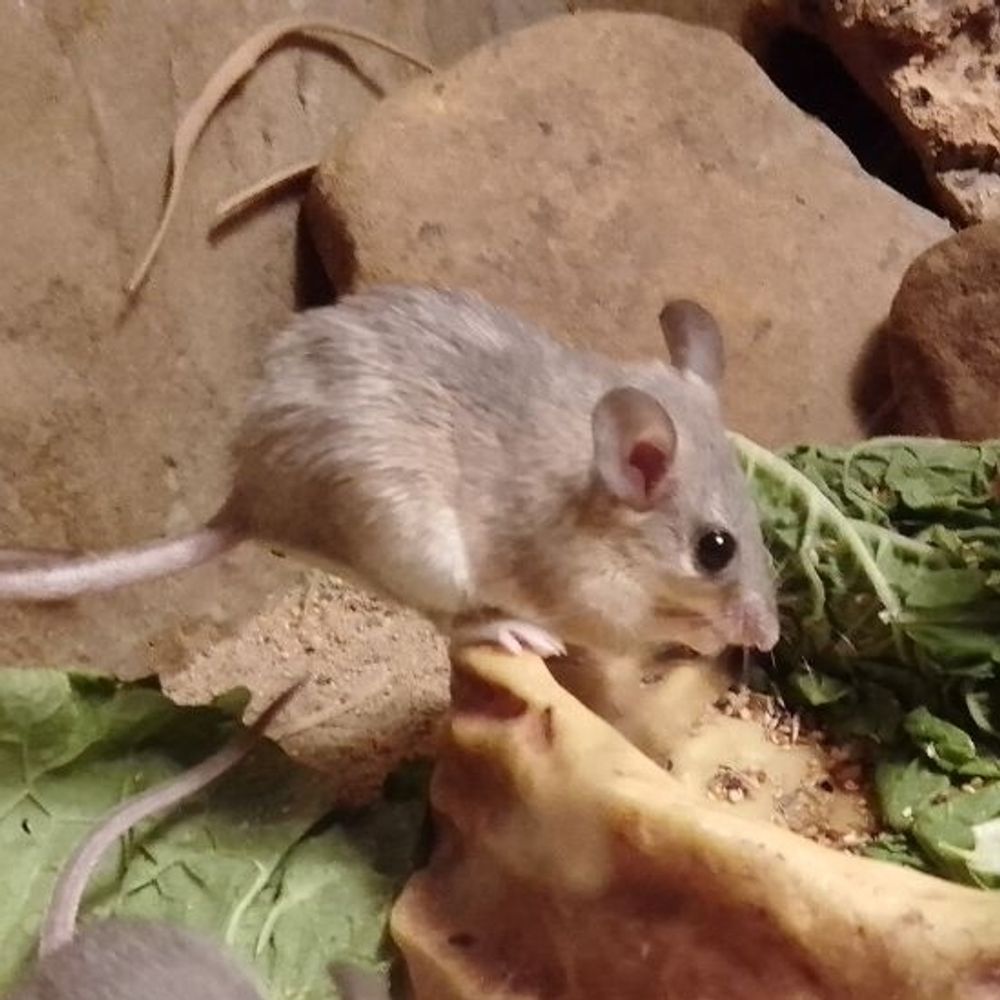 mouse
