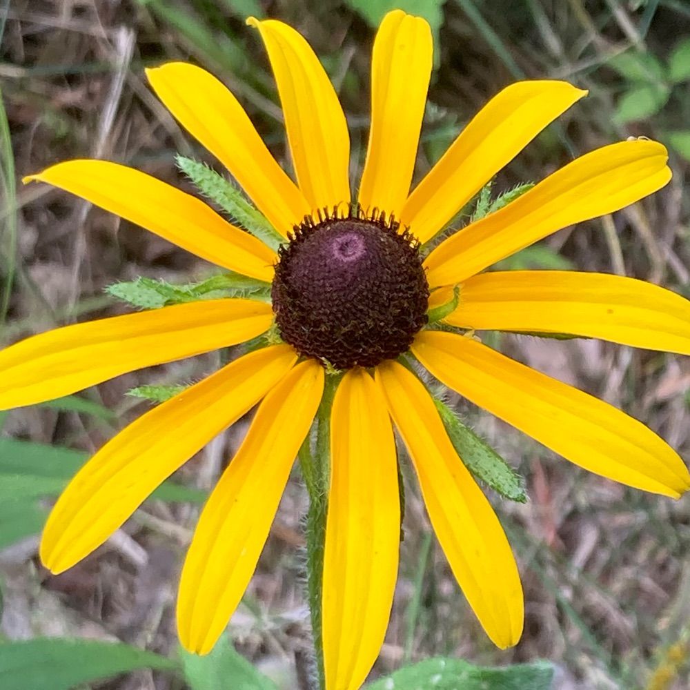 derkuchen.bsky.social