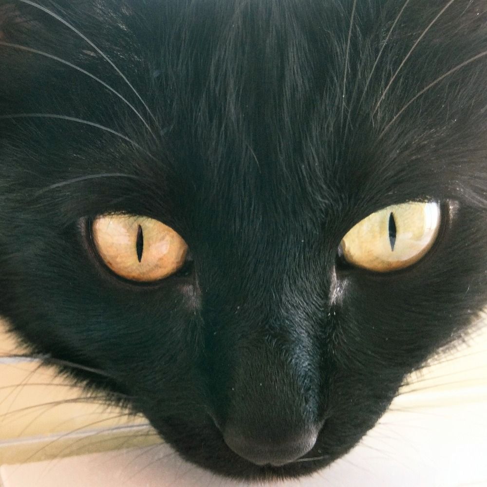 Keith The Cat