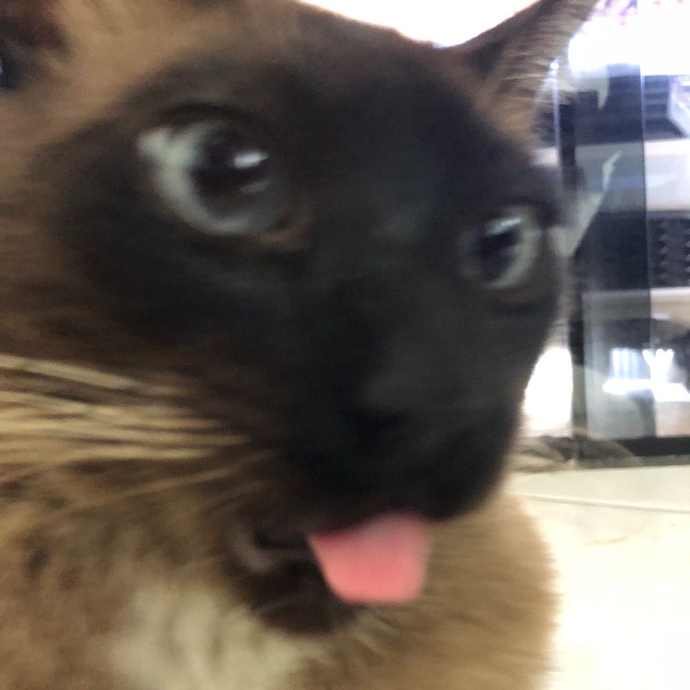 judi
