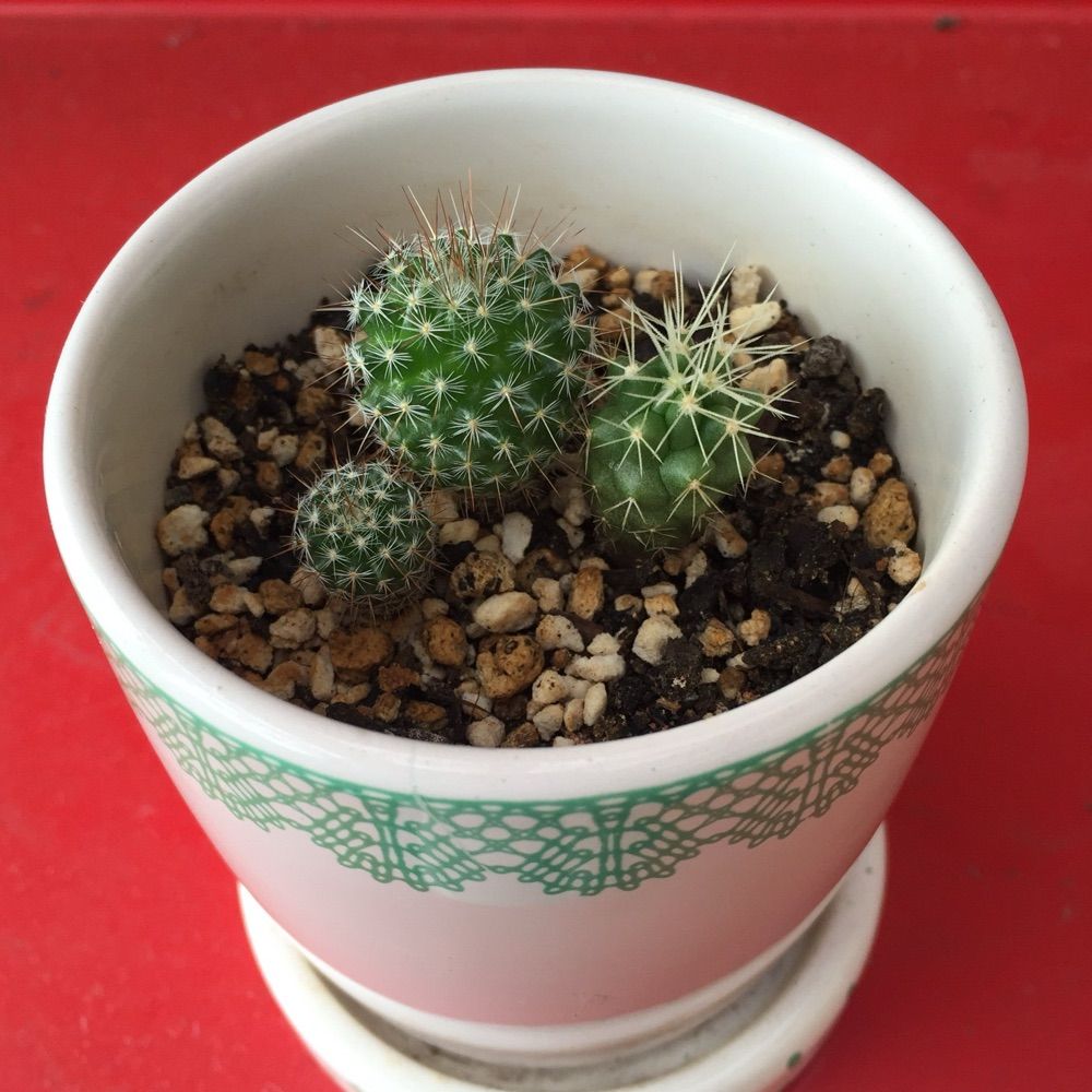 たにく🌵