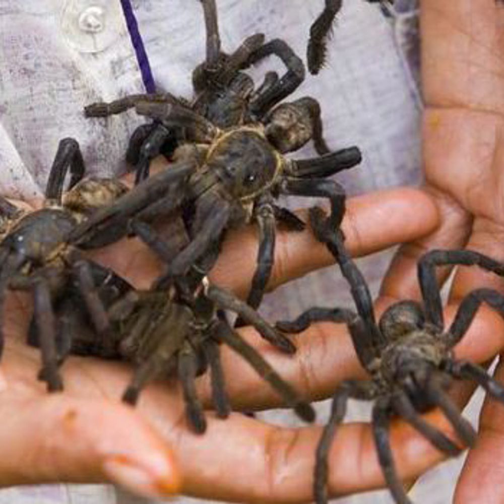 300 tarântulas