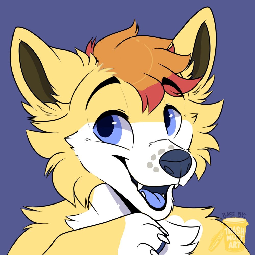 Camber Dingo (Amper)