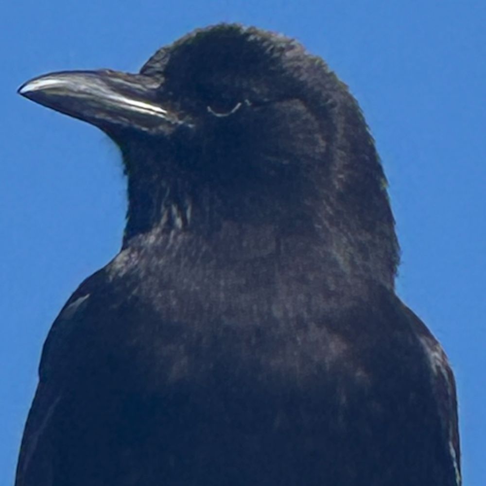 Lizzy Darkwings