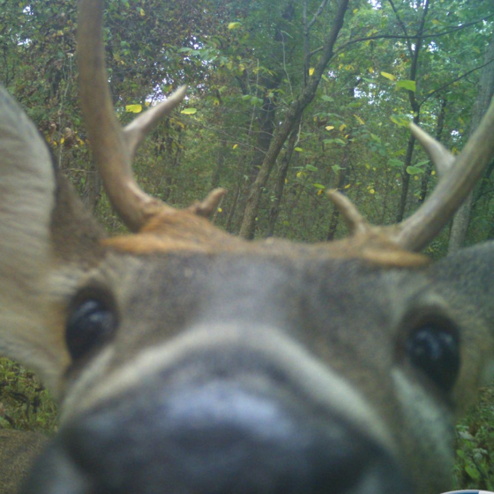 oliver -🦌
