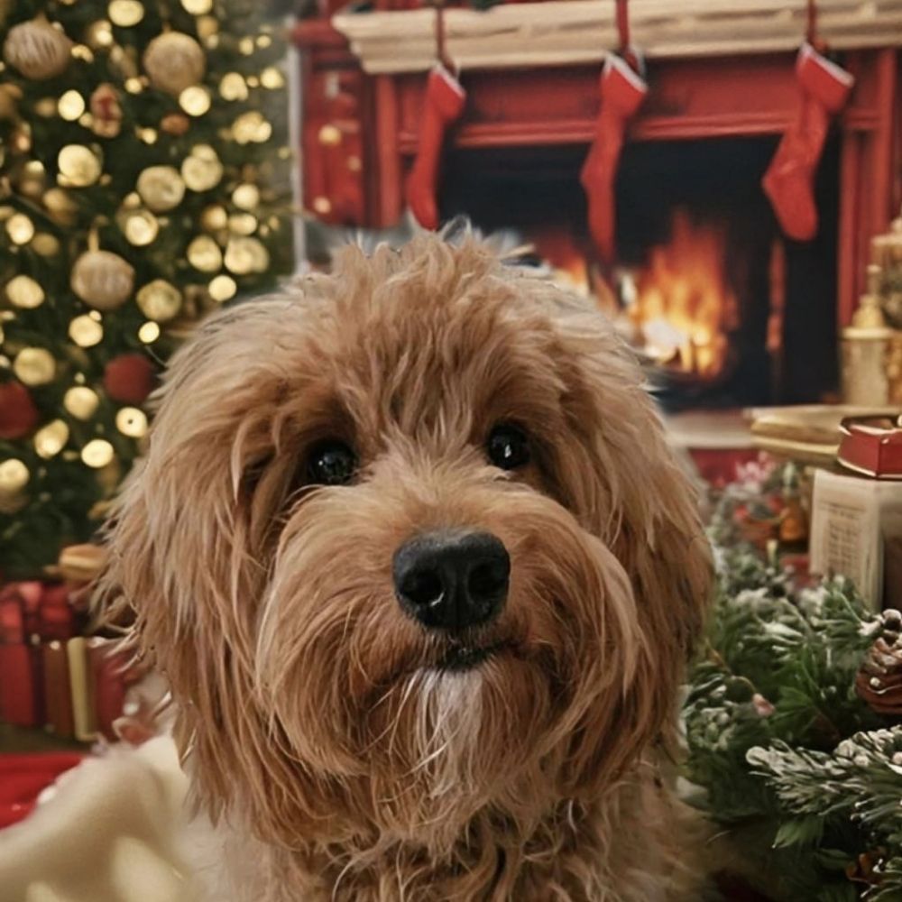 Tell Your Dog I Said Hi