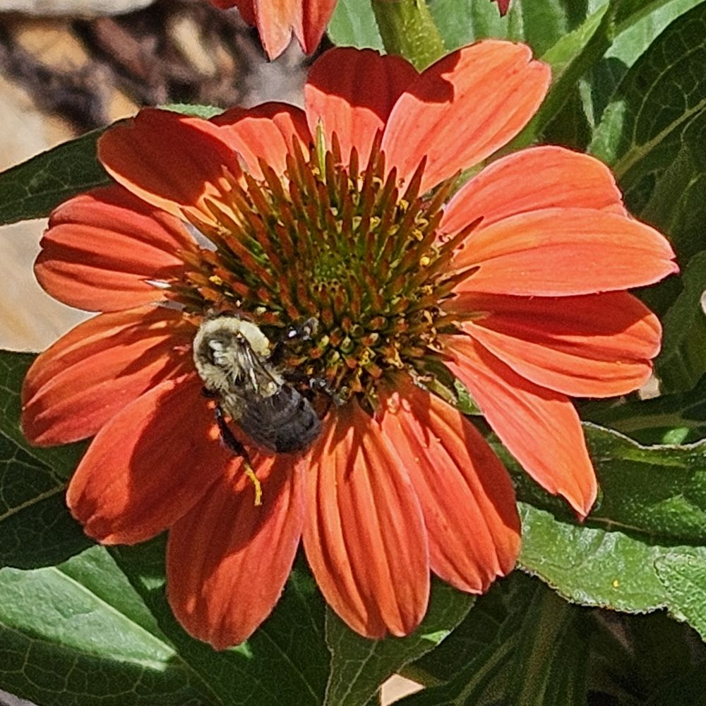 Lamano