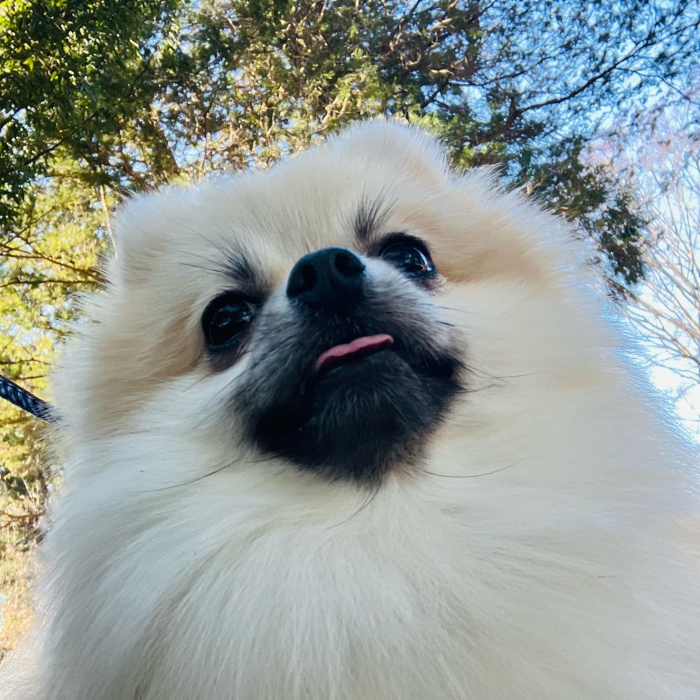 そば🐾ポメラニアン