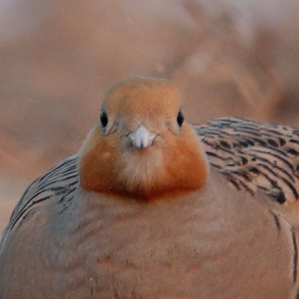 푸울