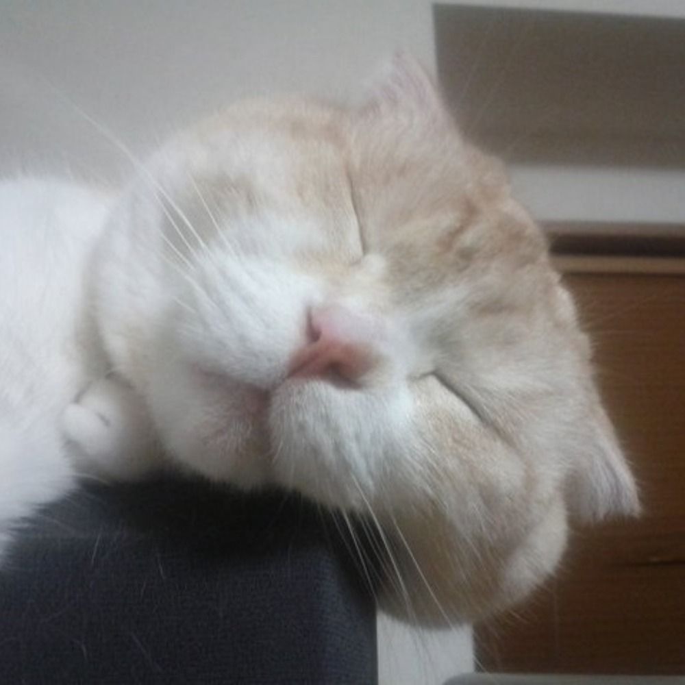 せんべい