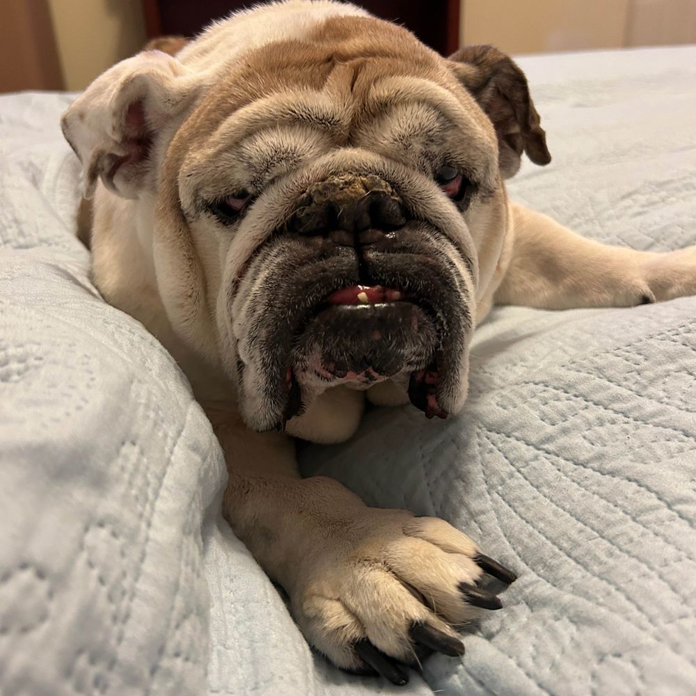 Cleopatra the English Bulldog