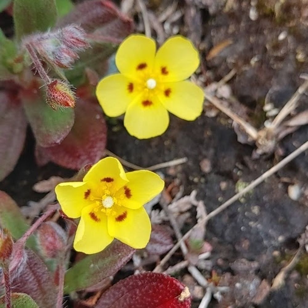 Anglesey Flora Group