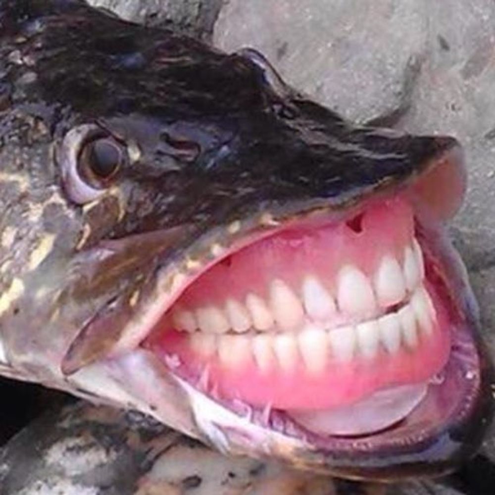 æck