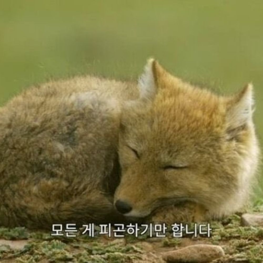 인생하드