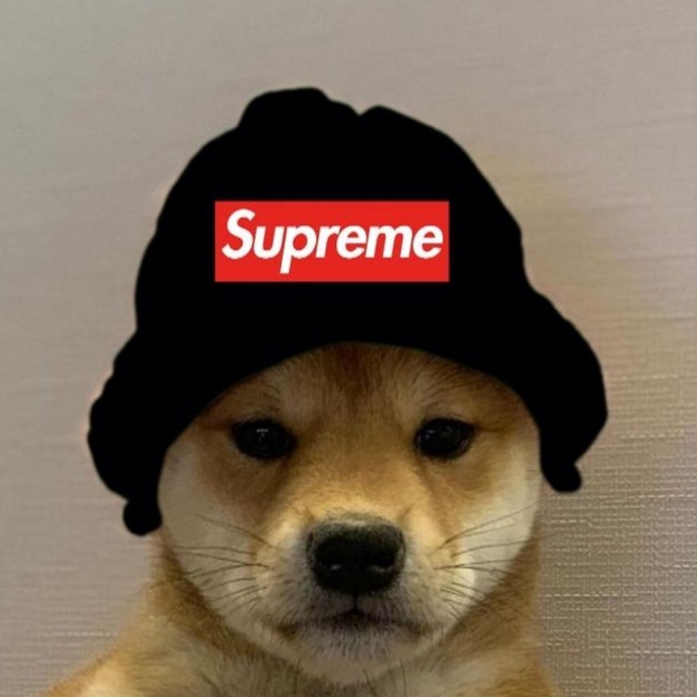 Shadowkilla the Shiba‼️⁉️