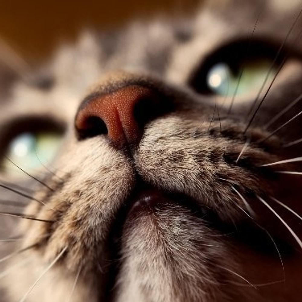 CATS PAWS RESCUE