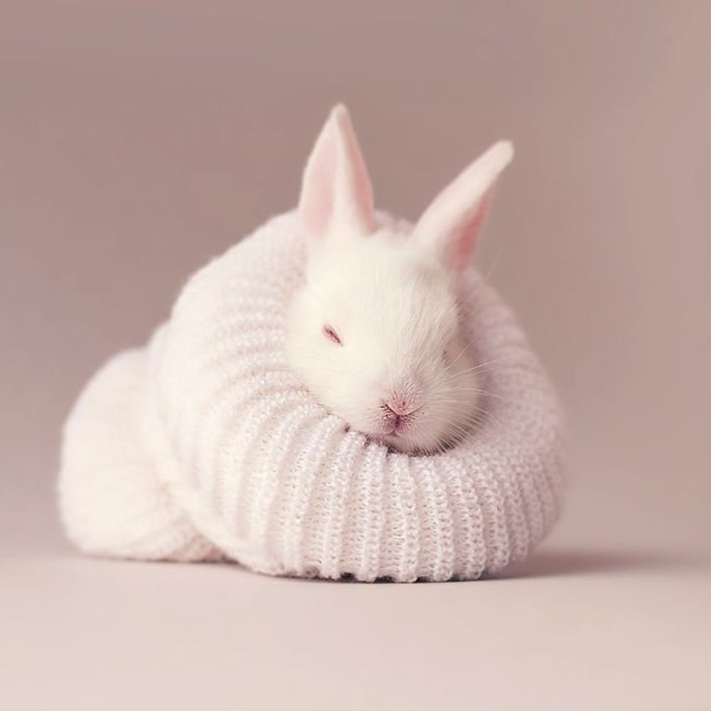 兎咲🐇🌸