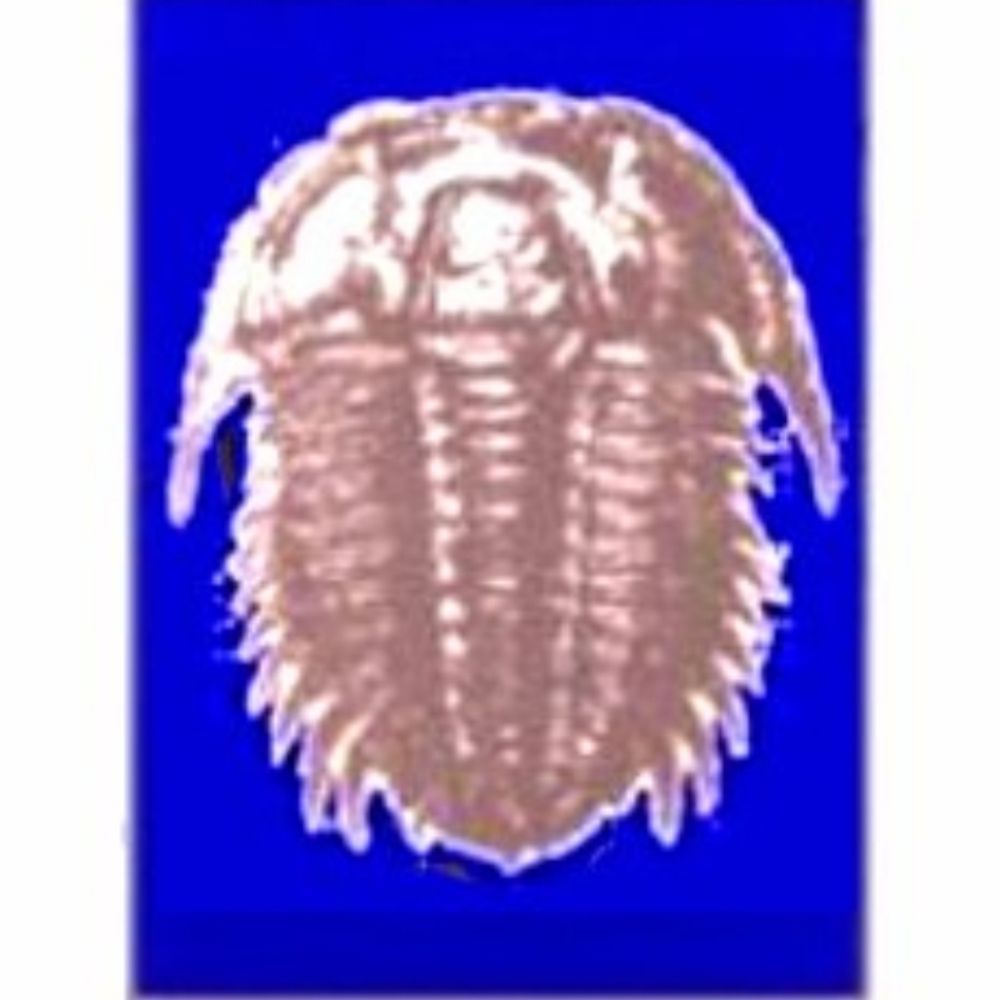 Ignacio