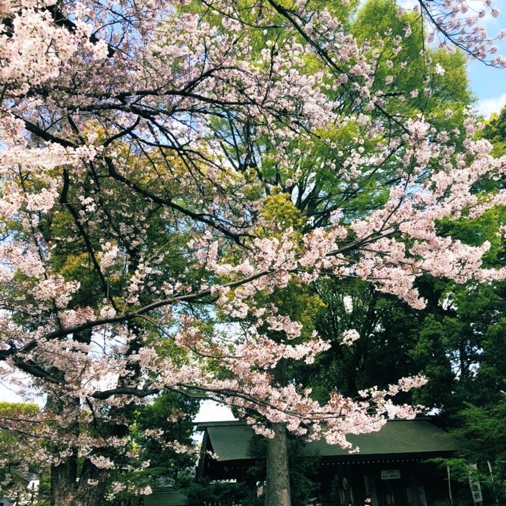 しほ