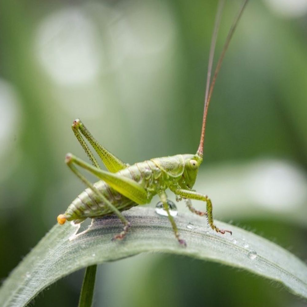 MetaCricket