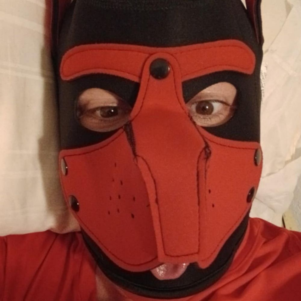 Pup Taz