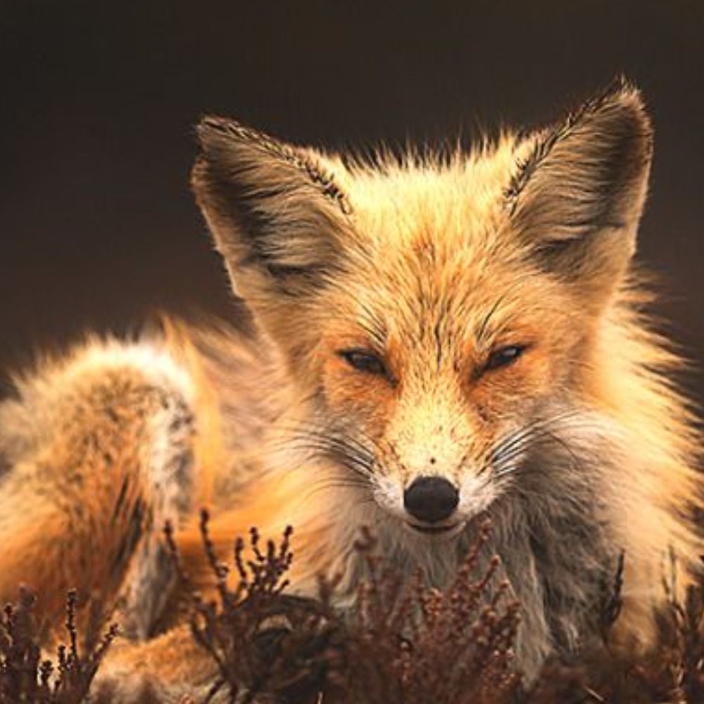 rift the coyote