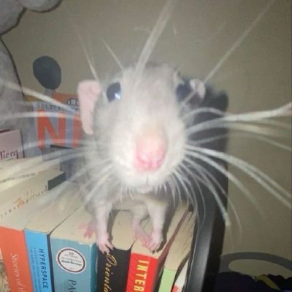 ratatouillet 🐀 vai ver o dpr !