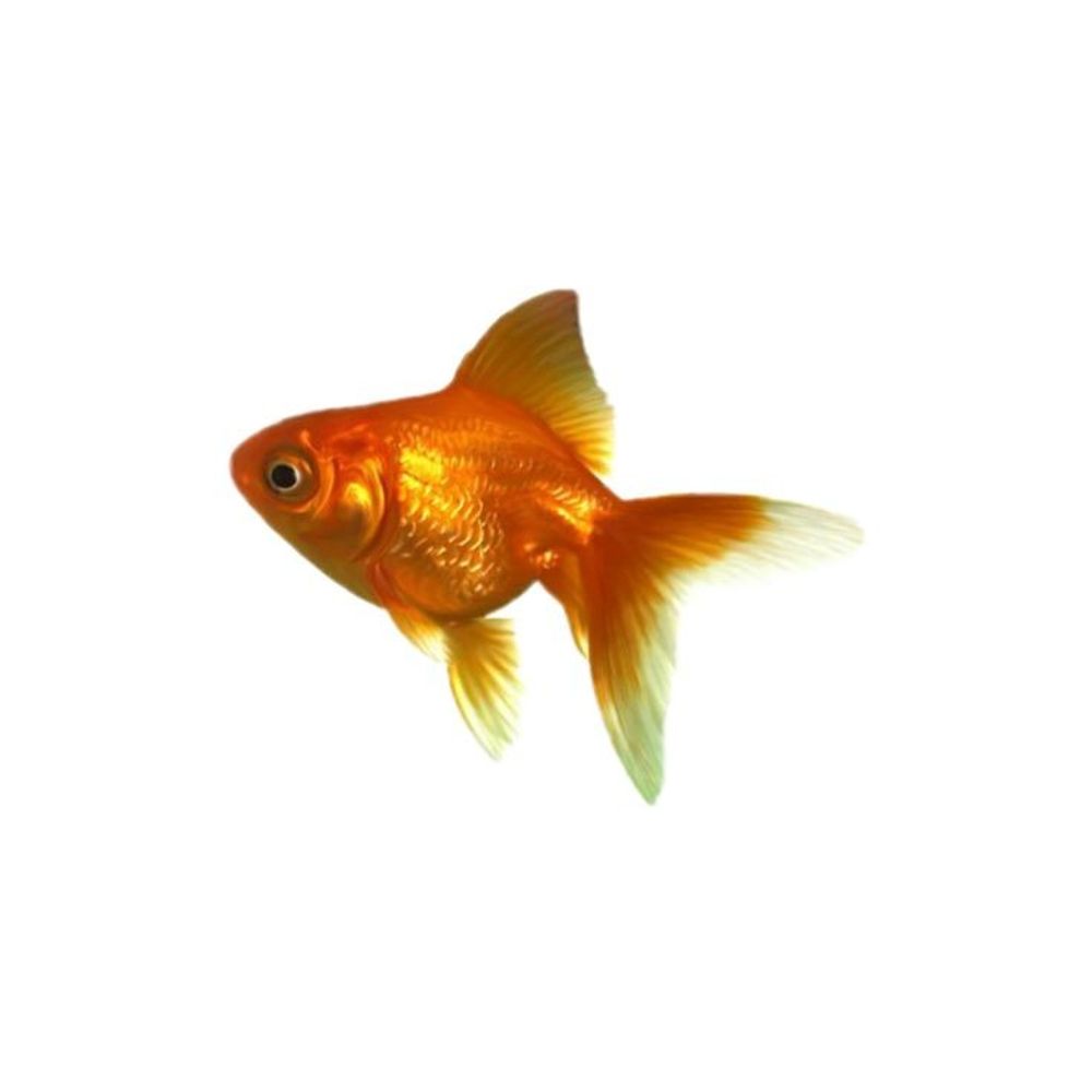 karasik