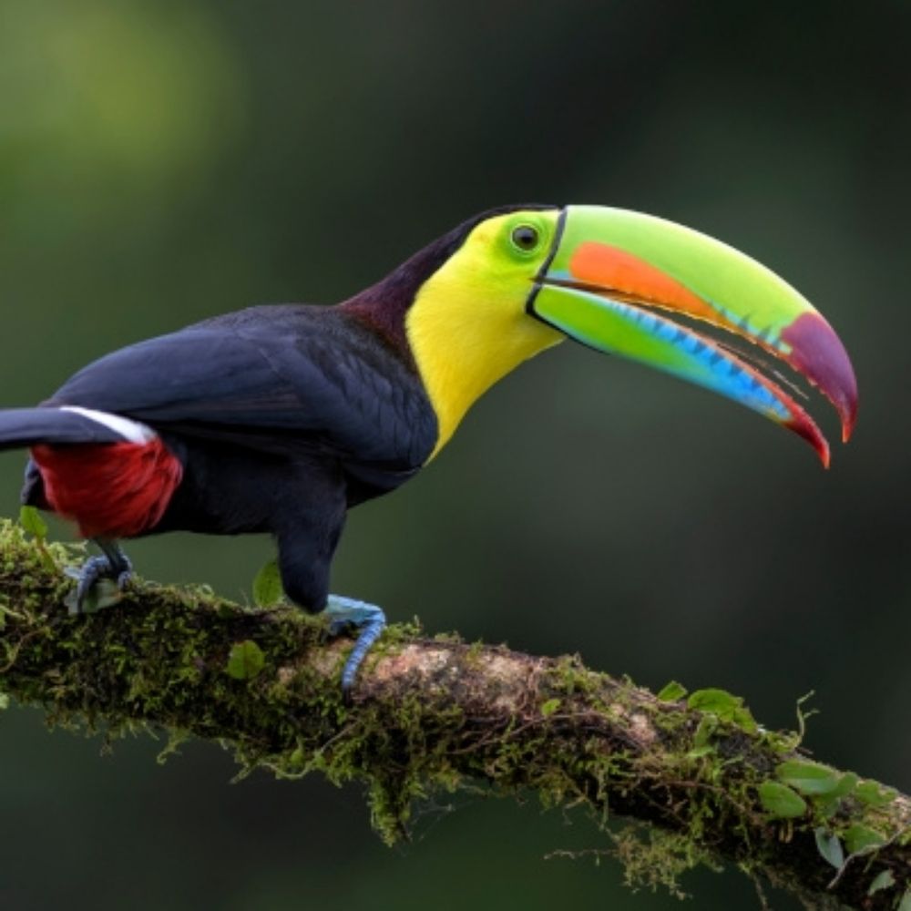João Tucano