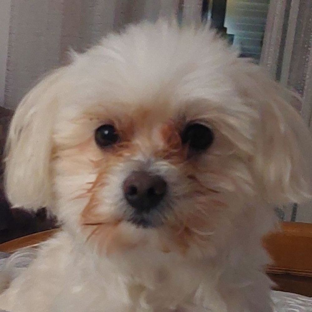 Coco 🤍🐾
