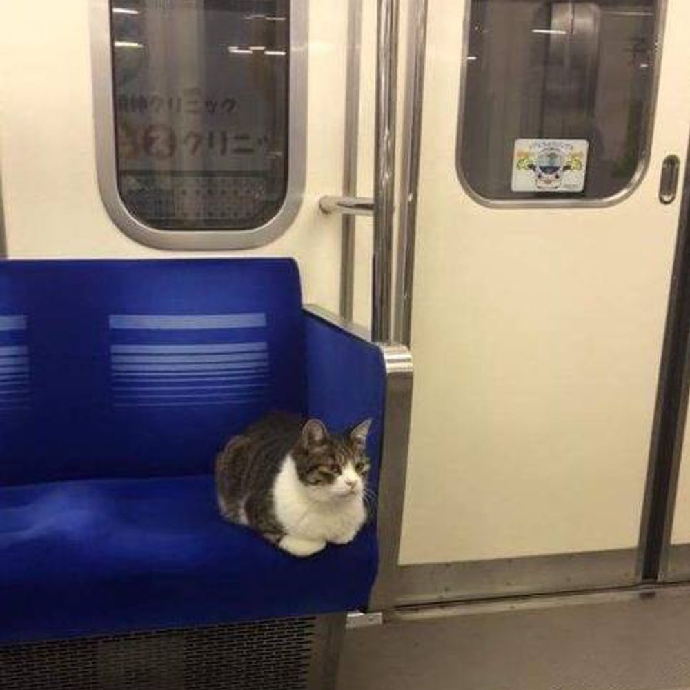 猫柳一流斎