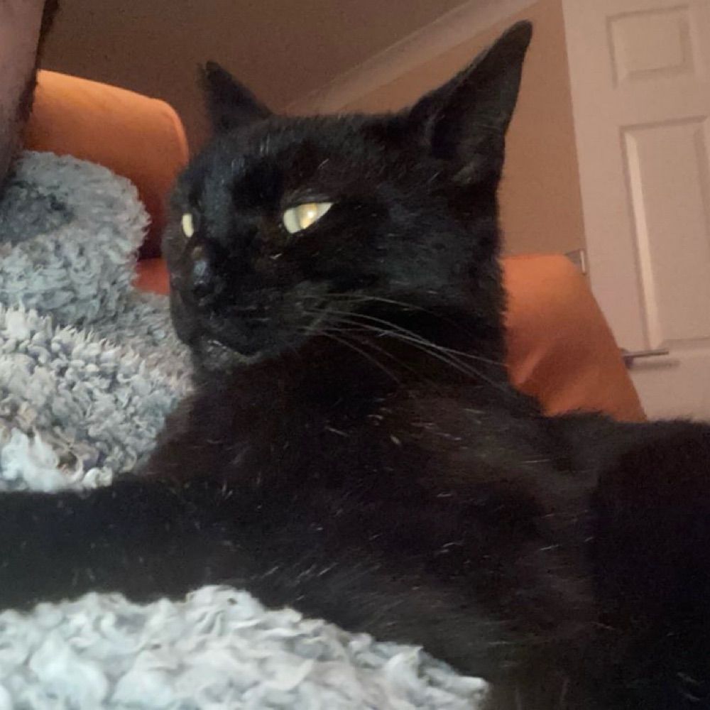Guinness the Black Cat